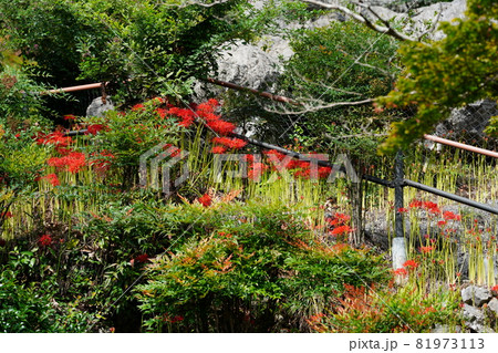 大垣市赤坂の明星輪寺の彼岸花 大垣市赤坂の明星輪寺の彼岸花 81973113