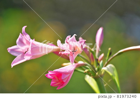ピンクのアマルクリナムの花 81973240