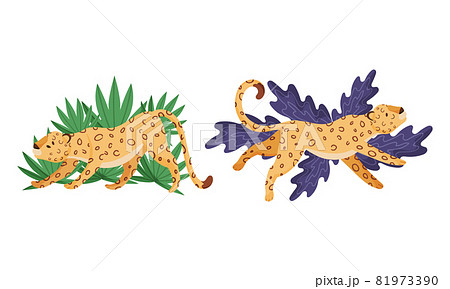 Spotted Leopard or Jaguar with Yellow Skin Lying and Stretching in Tropical Leaves Vector Set Spotted Leopard or Jaguar with Yellow Skin Lying and Stretching in Tropical Leaves Vector Set 81973390