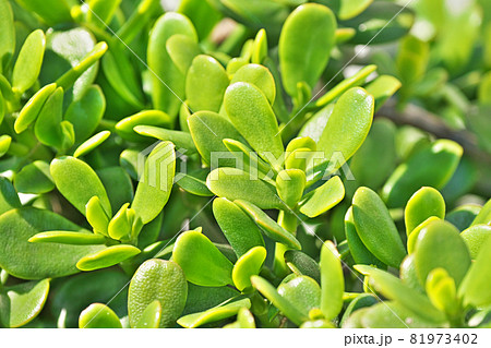 黄緑色のカネノナルキの葉 81973402