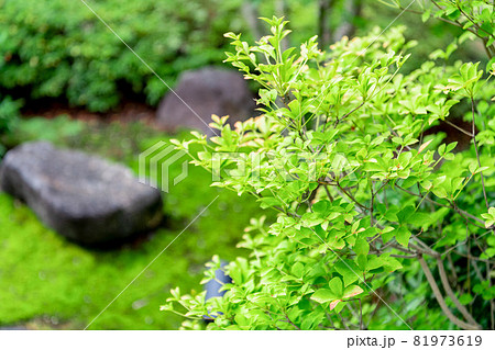 和風の庭に植えられた緑の樹木 和風の庭に植えられた緑の樹木 81973619