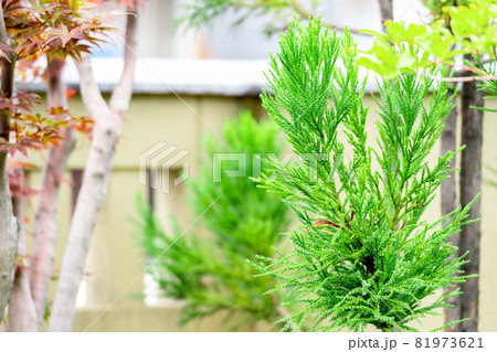 和風の庭に植えられた緑の樹木 81973621
