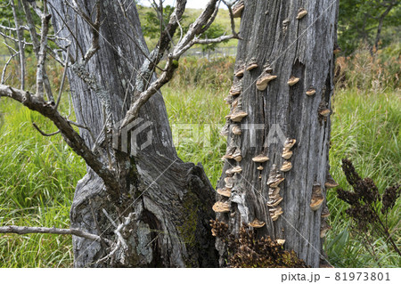 《栃木県》夏の沼っ原湿原の風景 81973801