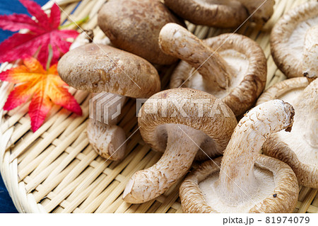 椎茸 81974079
