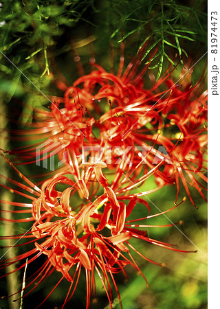 コスモス畑の片隅に咲く赤い曼珠沙華の花 コスモス畑の片隅に咲く赤い曼珠沙華の花 81974473