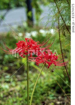 コスモス畑の片隅に咲く赤い曼珠沙華の花 81974475