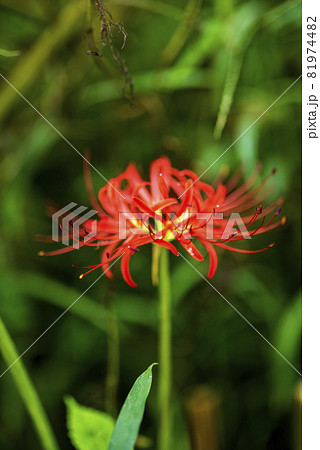 コスモス畑の片隅に咲く赤い曼珠沙華の花 81974482