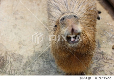 Capybara front up - Stock Photo [81974522] - PIXTA
