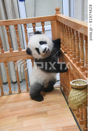 立つ灰色あかちゃんパンダの写真素材 [81974628] - PIXTA