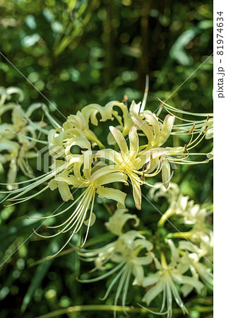秋のコスモス畑の片隅に咲く白い曼珠沙華の花 秋のコスモス畑の片隅に咲く白い曼珠沙華の花 81974634