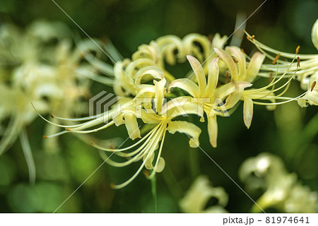 秋のコスモス畑の片隅に咲く白い曼珠沙華の花 秋のコスモス畑の片隅に咲く白い曼珠沙華の花 81974641