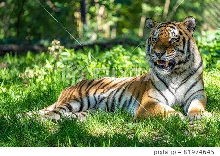 The Siberian tiger,Panthera tigris altaica in a park The Siberian tiger,Panthera tigris altaica in a park 81974645