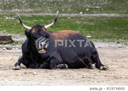 Heck cattle, Bos primigenius taurus or aurochs in a German park Heck cattle, Bos primigenius taurus or aurochs in a German park 81974660
