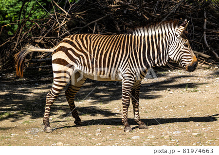 Hartmann's Mountain Zebra, Equus zebra hartmannae. An endangered zebra Hartmann's Mountain Zebra, Equus zebra hartmannae. An endangered zebra 81974663