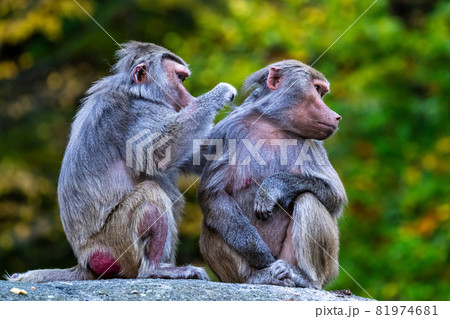 The hamadryas baboon, Papio hamadryas is a species of baboon The hamadryas baboon, Papio hamadryas is a species of baboon 81974681