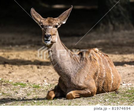 Greater kudu, Tragelaphus strepsiceros is a woodland antelope Greater kudu, Tragelaphus strepsiceros is a woodland antelope 81974694