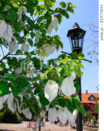 ハンカチの木 ハンカチの木 81974844