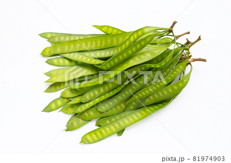 Young fruit of Leucaena leucocepphala on white background. 81974903
