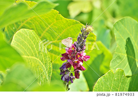 紫色のクズの花と蜜を吸うウラナミシジミチョウ 紫色のクズの花と蜜を吸うウラナミシジミチョウ 81974933