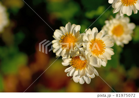 秋に咲く花の代表・菊 81975072