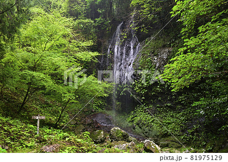 涼みの滝（和歌山県日高郡日高川町） 81975129