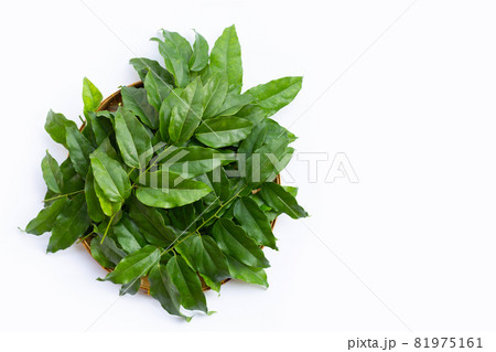 Fresh tiliacora triandra green leaves 81975161