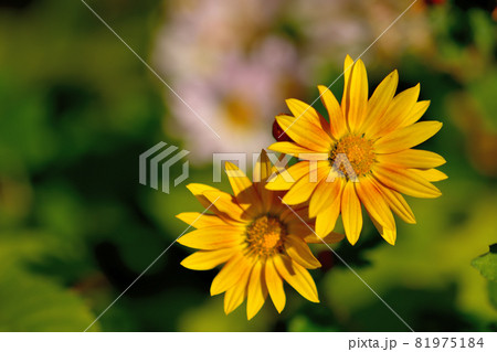 秋に咲く花の代表・菊 秋に咲く花の代表・菊 81975184