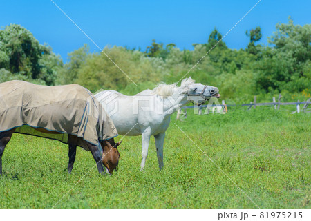 牧場の馬 81975215