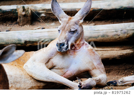 カンガルー 81975262