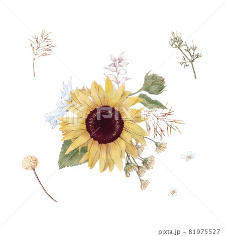 Set of cute sunflowers flowers branches and leaves. Watercolor illustration 81975527