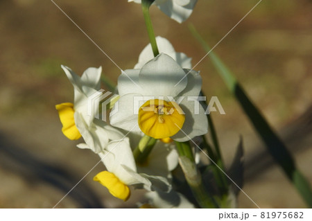 スイセン 81975682