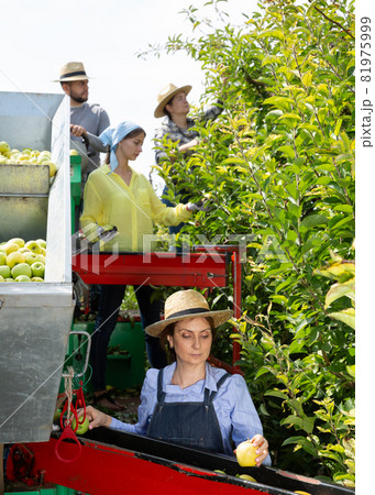 Farmers working on harvesting platform Farmers working on harvesting platform 81975999