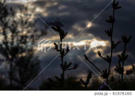Silhouette of a common chicory at sunset 81976160