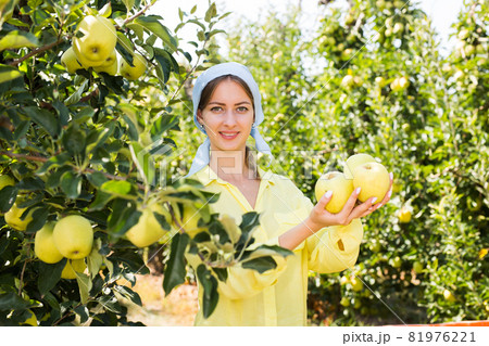 Attractive young woman picks ripe apples in the autumn garden Attractive young woman picks ripe apples in the autumn garden 81976221