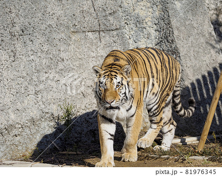 天王寺動物園のトラ 天王寺動物園のトラ 81976345