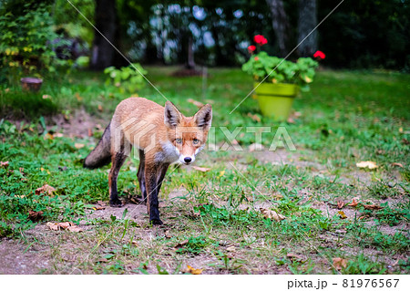 A beautiful young fox walks in the yard of a private house. Selective focus A beautiful young fox walks in the yard of a private house. Selective focus 81976567
