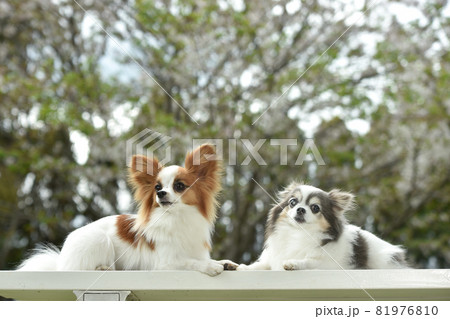 桜を背景におすましするチワワとパピヨン 81976810