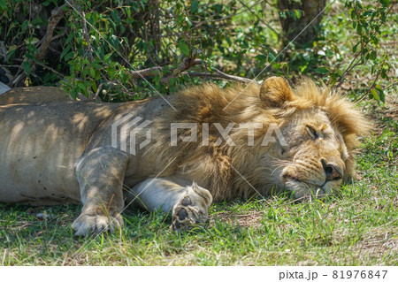 マサイマラ国立保護区のライオン マサイマラ国立保護区のライオン 81976847