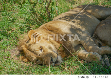 マサイマラ国立保護区のライオン 81976848
