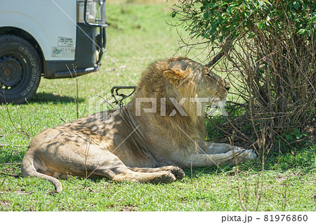 マサイマラ国立保護区のライオン 81976860