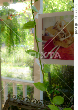 北の国の麓郷から秋の便り 北の国の麓郷から秋の便り 81977920