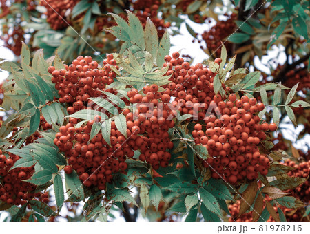 Red berry fruits on the tree at countryside 81978216