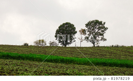 Rural scenery of Furano, Japan 81978219
