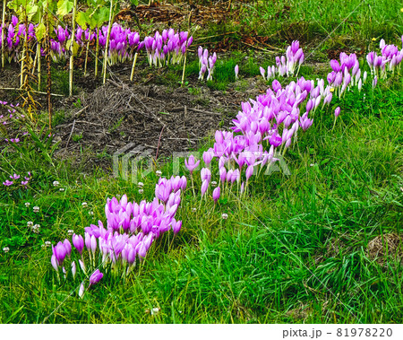 Purple wild flowers 81978220