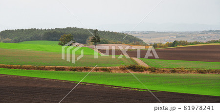 Rural scenery of Furano, Japan 81978241