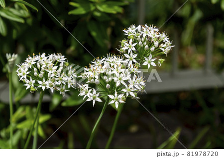 ニラの花 ニラの花 81978720