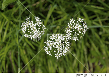 ニラの花 ニラの花 81978721