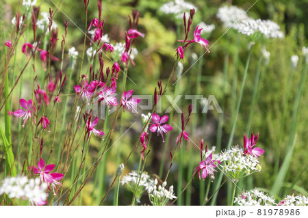 赤いガウラと白いニラの花 赤いガウラと白いニラの花 81978986