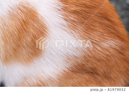 猫の毛並み 猫の毛並み 81979032