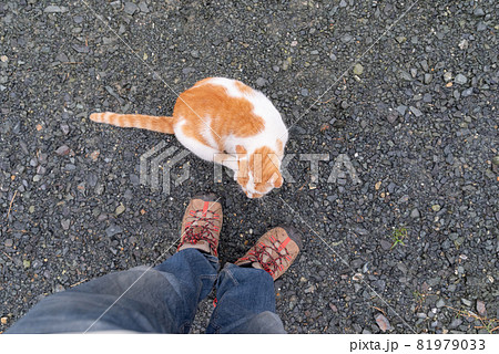 足もとに寄ってくる猫 茶白猫 足もとに寄ってくる猫 茶白猫 81979033
